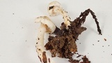 Inocybe geophylla image