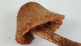 Inocybe hirsuta var. maxima image
