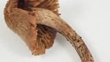 Inocybe hirsuta var. maxima image