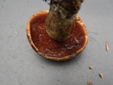 Boletus vermiculosus image