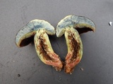 Boletus vermiculosus image