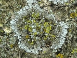 Phaeophyscia hirtella image