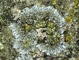 Phaeophyscia hirtella image