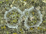 Phaeophyscia hirtella image