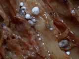 Dendrocollybia racemosa image