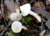 Inocybe geophylla image