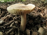 Lactarius marylandicus image