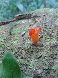 Guepinia helvelloides image