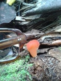 Guepinia helvelloides image