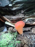 Guepinia helvelloides image