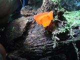 Guepinia helvelloides image
