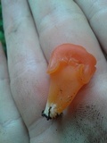 Guepinia helvelloides image