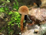 Inocybe hirsuta var. maxima image