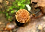 Inocybe hirsuta var. maxima image