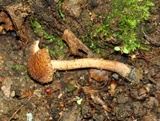 Inocybe hirsuta var. maxima image
