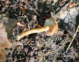 Inocybe hirsuta var. maxima image