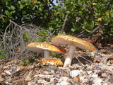 Amanita amerimuscaria image