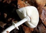 Amanita solaniolens image