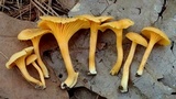 Cantharellus minor image