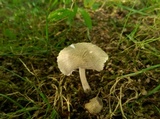 Amanita farinosa image
