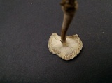 Amanita farinosa image