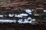 Ceratiomyxa fruticulosa var. fruticulosa image