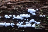 Ceratiomyxa fruticulosa var. fruticulosa image
