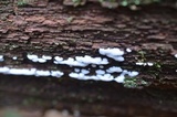 Ceratiomyxa fruticulosa var. fruticulosa image