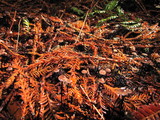 Gymnopus androsaceus image