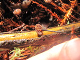 Gymnopus androsaceus image
