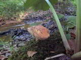 Tylopilus balloui image