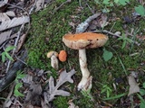 Tylopilus balloui image