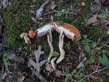 Gyroporus ballouii image