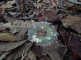 Russula parvovirescens image