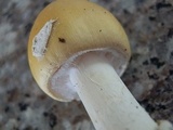 Amanita praecox image