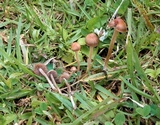 Panaeolus castaneifolius image