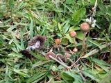 Panaeolus castaneifolius image