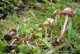 Panaeolus castaneifolius image