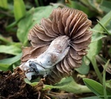 Panaeolus castaneifolius image