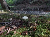 Amanita pseudovolvata image