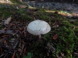Amanita pseudovolvata image