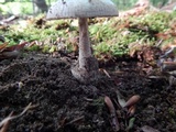 Amanita pseudovolvata image