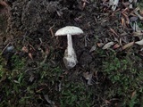 Amanita pseudovolvata image