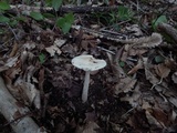 Amanita volvata image