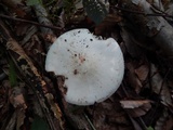 Amanita volvata image