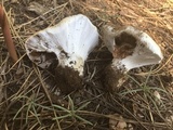 Cortinarius magnivelatus image