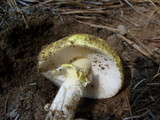 Amanita flavorubens image