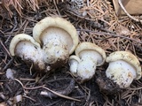 Cantharocybe gruberi image