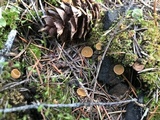 Geopyxis carbonaria image