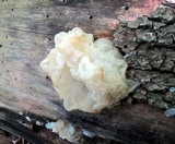 Ductifera pululahuana image